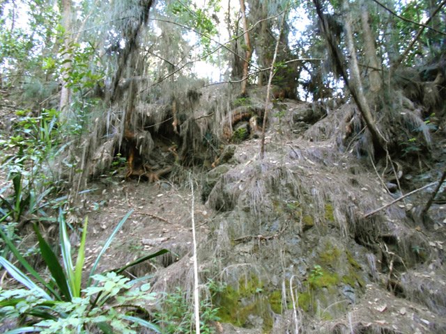 Les filaos résistent comme ils peuvent sur les falaises friables