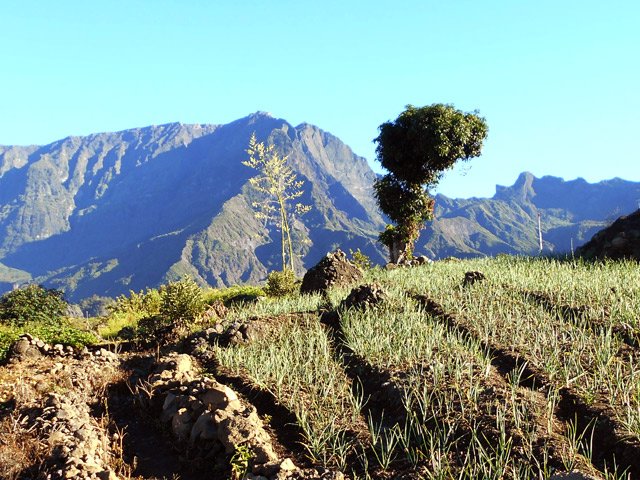 Le manguier repère, en face de la case. Début de la route de la Plate Forme