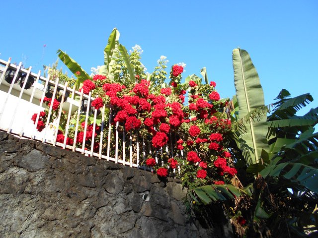 Une case très fleurie de la Plate Forme