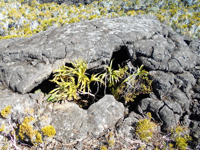 Une grotte où la végétation gêne un peu le passage
