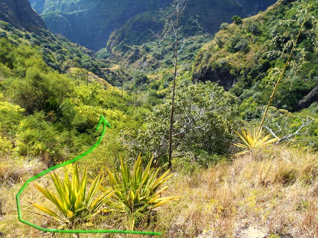 Le sentier, très discret, part vers la petite ravine, à flanc de crête après deux pieds de chocas