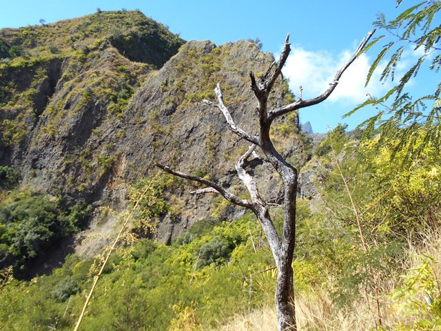 Le Piton Canal et, sous la branche morte, la pointe du Piton des Calumets