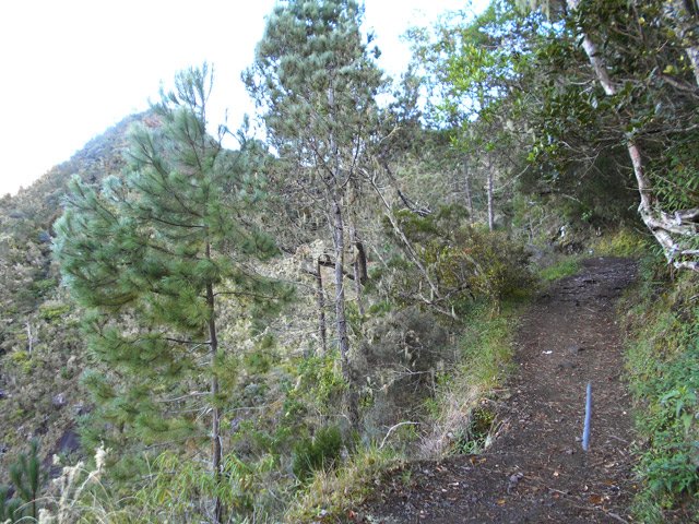 Sentier à plat sous les pins au Plateau des Chênes