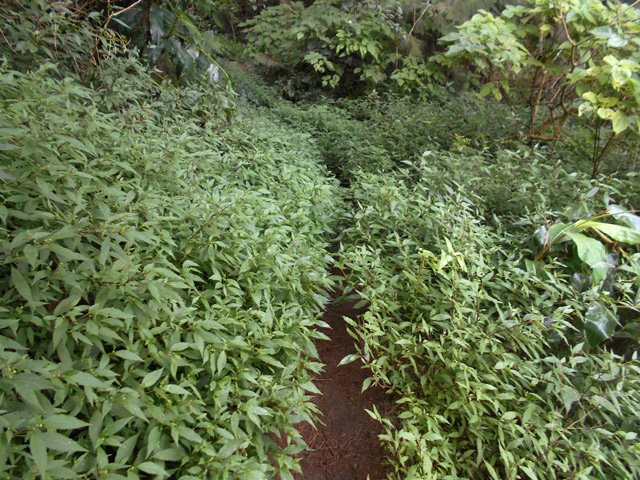 L'aspect abandonné du GR à la hauteur de l'Îlet Gravina
