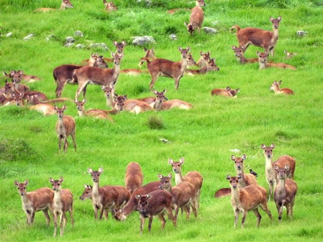 Un troupeau de biches dans de magnifiques prairies verdoyantes