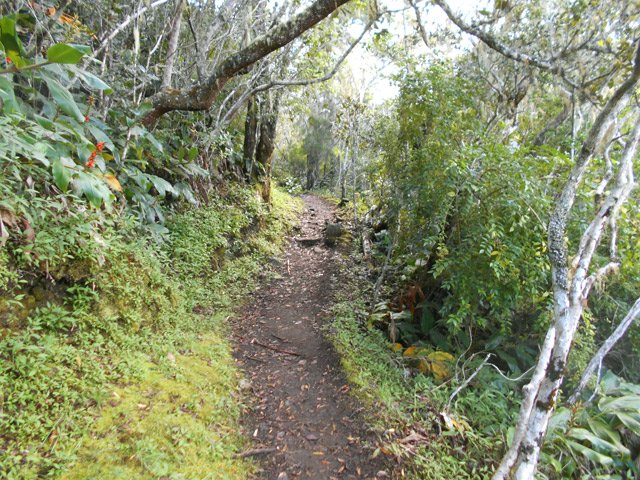 Contournement du Bonnet Carré par un sentier humide en sous-bois