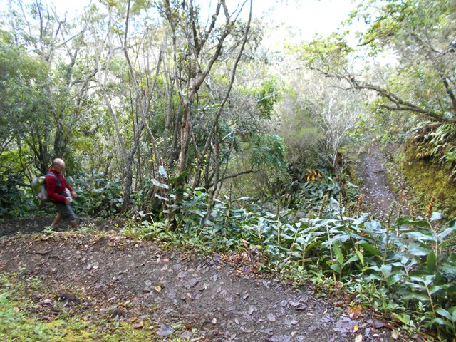 Lacets humides dans les longoses