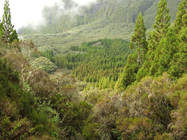 Descente dans les bois de couleurs vers la forêt de cryptomerias