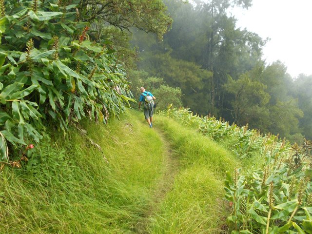 Le sentier parallèle à la route, dans les herbes et longoses