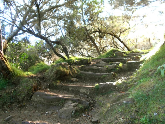 Hautes marches faites de troncs sous les premiers rayons du soleil