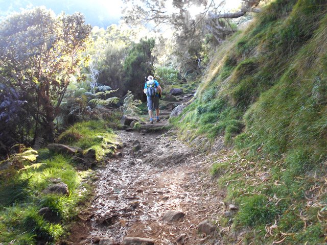 Montée agréable vers la Plaine des Tamarins