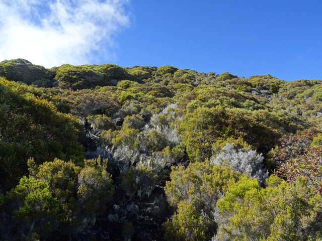 La végétation des pentes du Maïdo préservée des incendies