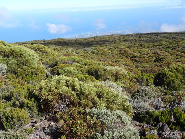 Le hors sentier est difficile dans cette zone touffue