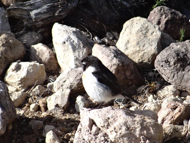 Les tec tec ne sont pas effrayés par les randonneurs