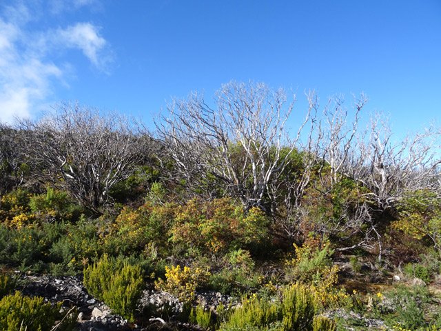 Les stigmates de l'incendie de 2011 sont encore visibles