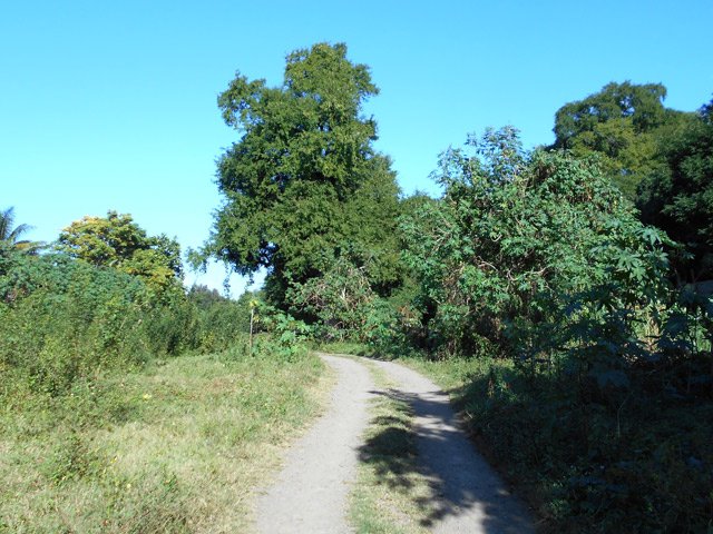 La piste qui débute au Chemin de Maison Rouge et longe la ravine.