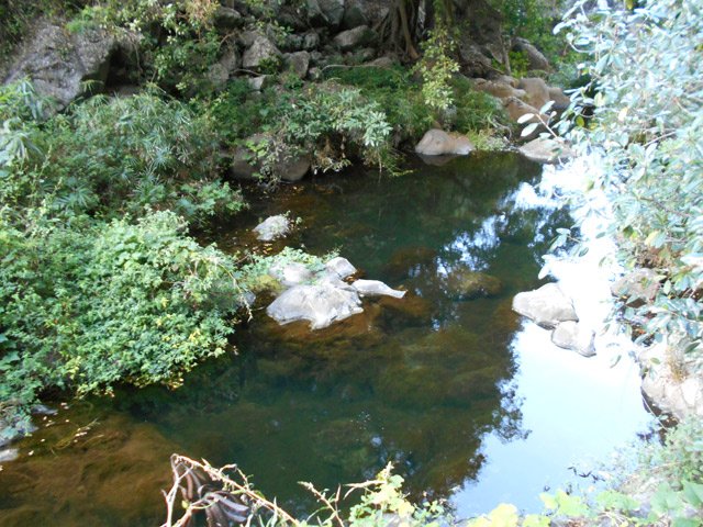Beaucoup de petits poissons, signe que la mare est pérenne
