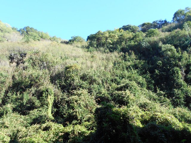 Dans moins de 10 ans, la randonnée sera impossible en raison de la liane papillon