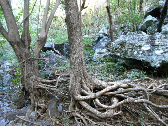 Les racines dénudées prouvent une activité aquatique cyclique