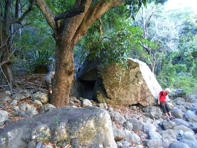 Les manguiers sont nombreux sur cette partie plate de la ravine