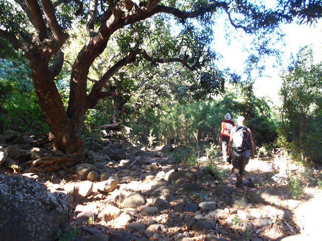 Cheminement sous les manguiers près des enclos en tôle des riverains