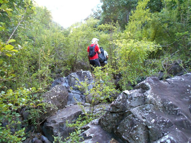 Un cyclone tous les 10 ans et la végétation devient plus facile à traverser