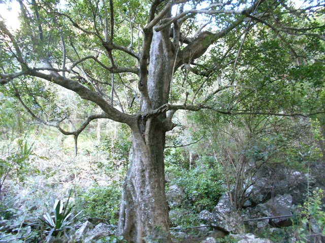 Quelques beaux spécimens tout au long du parcours