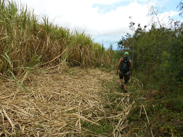 Marcher entre les cannes et le rempart de la Ravine Goyaves