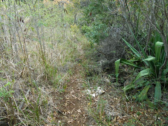 Une idée du sentier jusqu'au champ de canne à sucre