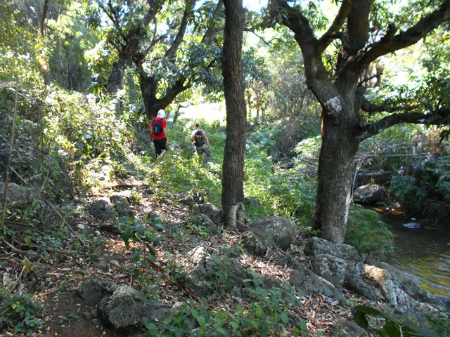 Semblant de sentier entre les manguiers et autres arbres