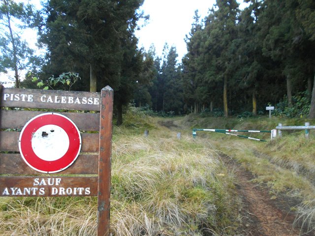 Début de la Piste Calebasse et des cryptomerias