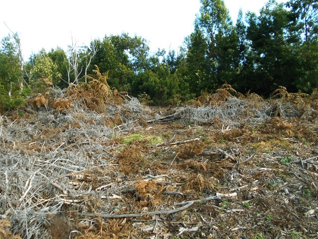 De nombreuses pistes de vaches et de traces de tracteurs : descendre droit vers l'ouest