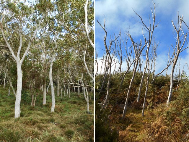 Jeunes tamarins et d'autres détruits par le feu