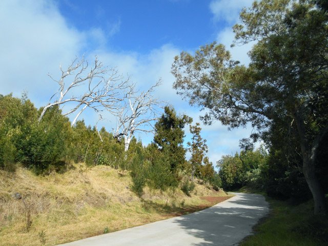 Courte mais agréable balade sur la RF des Tamarins