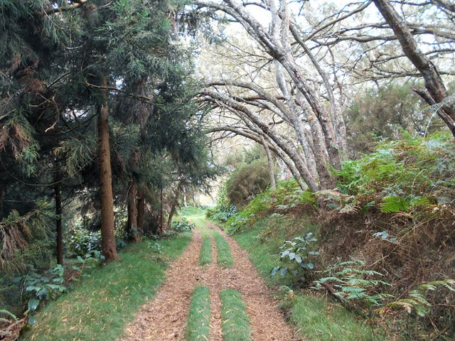 Une autre recouverte de feuilles mortes de tamarins