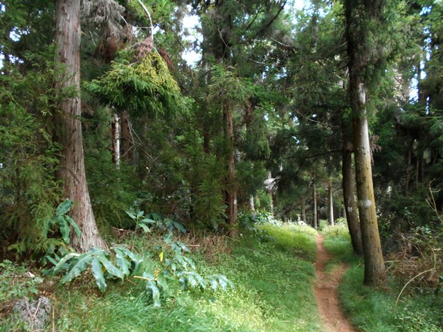 La ligne de la Grande Ravine en direction de la route Vaudeville