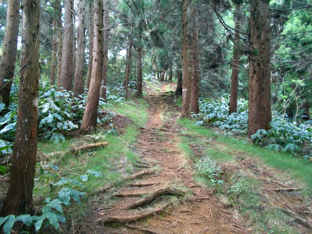 Beaucoup plus de racines sous les grands cryptomerias