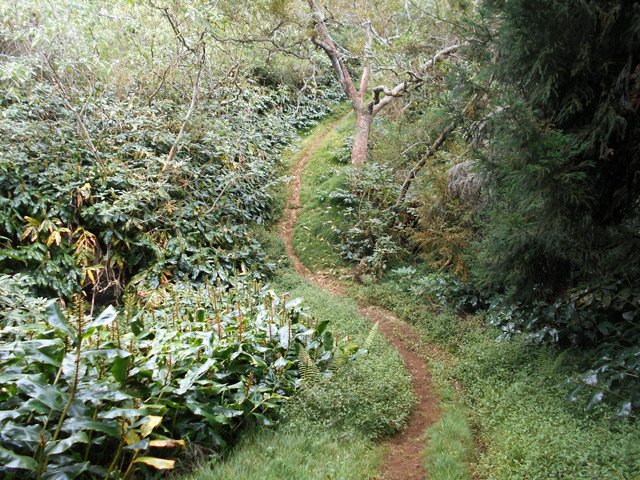 Le sentier dans les jouvences et les longoses