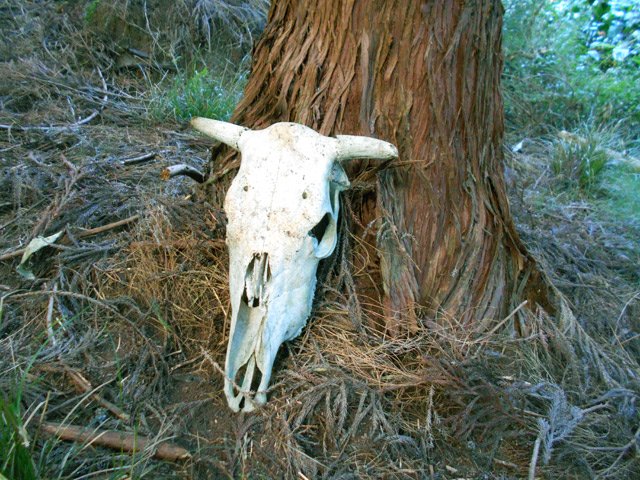 Ce crâne de vache, peu après la fin de la piste, indique qu'on a pris le bon sentier