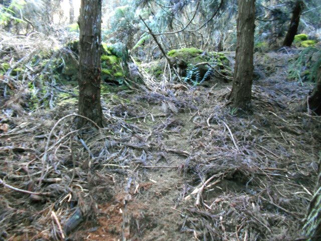 Les branchettes mises à l'écart sont signe de passages