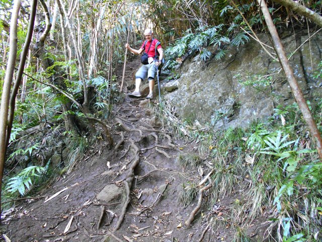 Terre humide sur racines glissantes