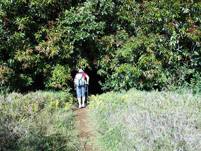 Le sentier qui descend à la première cascade