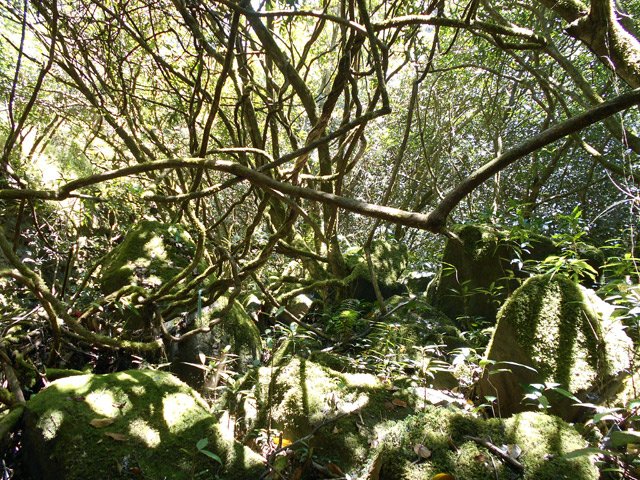 Nouvelle transition à plat dans les lianes et roches