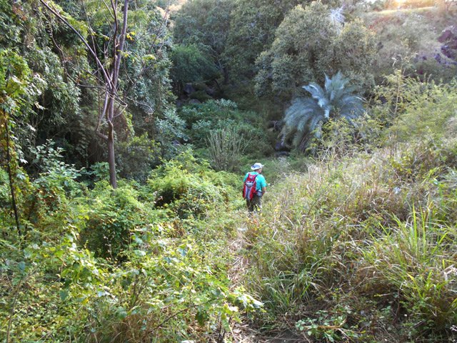 La descente vers la rivière à partir du pont de Plateau Goyaves