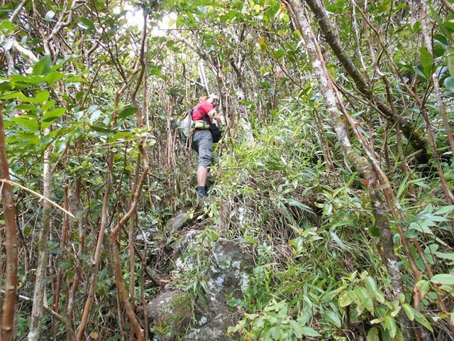 Le pierrier est remplacé par des cailloux dans la terre mais les goyaviers sont encore là