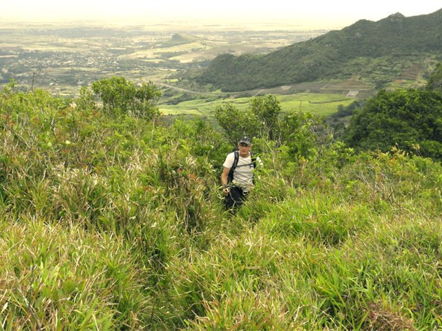 Sur ce palier, les goyaviers sont remplacés par de hautes herbes