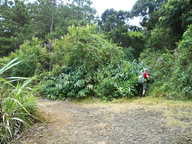 Le départ du sentier de la deuxième mamelle, dans les longoses