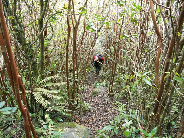 Après 300 m où les griffures sont possibles, nouveaux envahissements de goyaviers