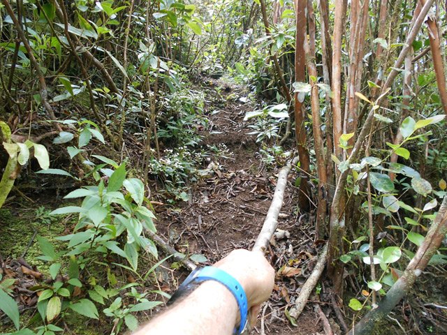 Les goyaviers sont très utiles pour les portions à 60%