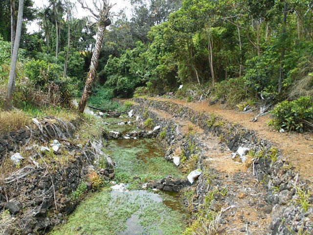 Le fossé au cresson avant la rivière